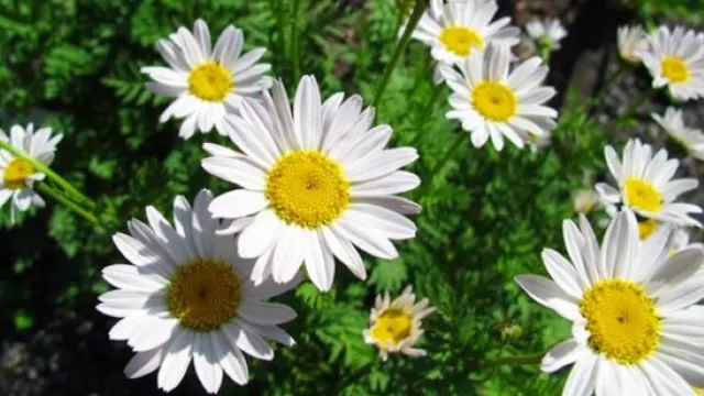 Blumen_Juli (Foto: redaktion schuepfen) Blumen_Juli (Foto: redaktion schuepfen)